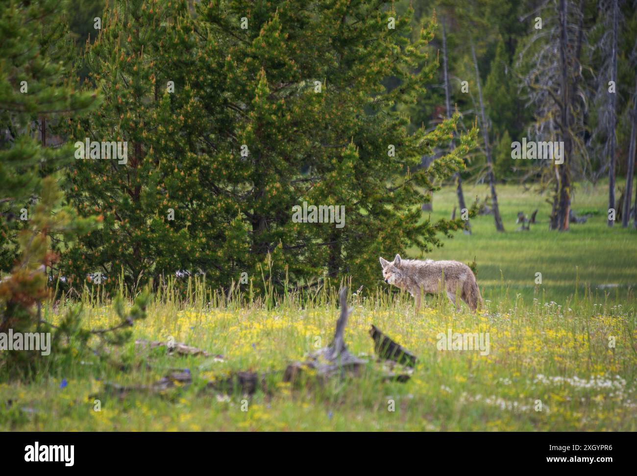 Un lupo grigio nella foresta di pini nel parco nazionale di Yellowstone Foto Stock