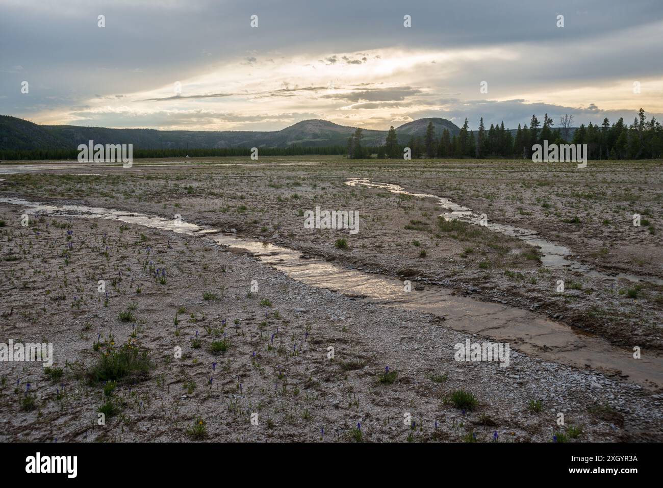 Il peccatore bianco ricco di silice sul terreno presso le acque idrotermali del parco nazionale di Yellowstone presso il Midway Geyser Basin Foto Stock