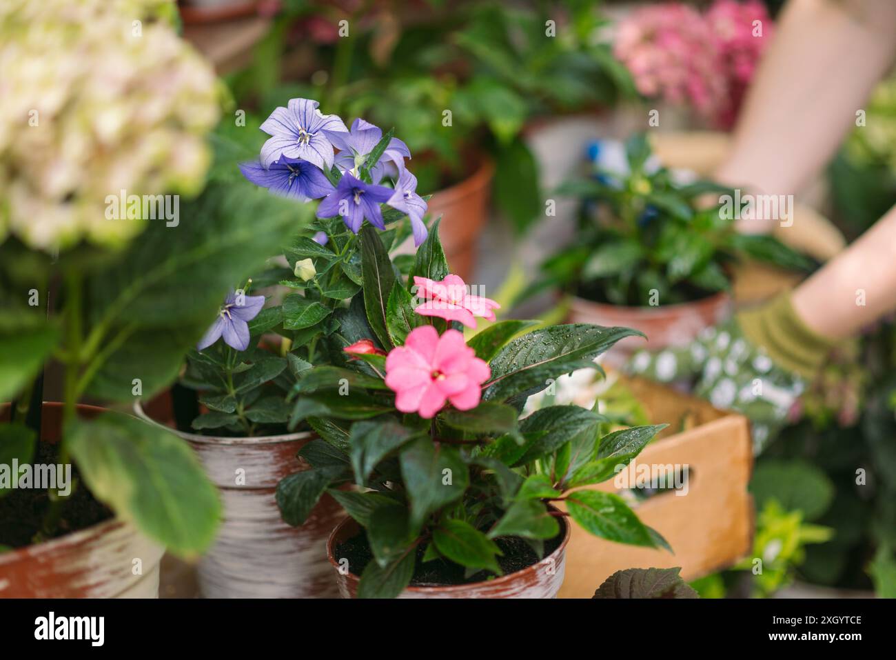 Una varietà ravvicinata di fiori vivaci in pentole. Piante in vaso e la mano dei guanti di un giardiniere sullo sfondo. la cura delle piante e la natura. copia spazio. Foto Stock