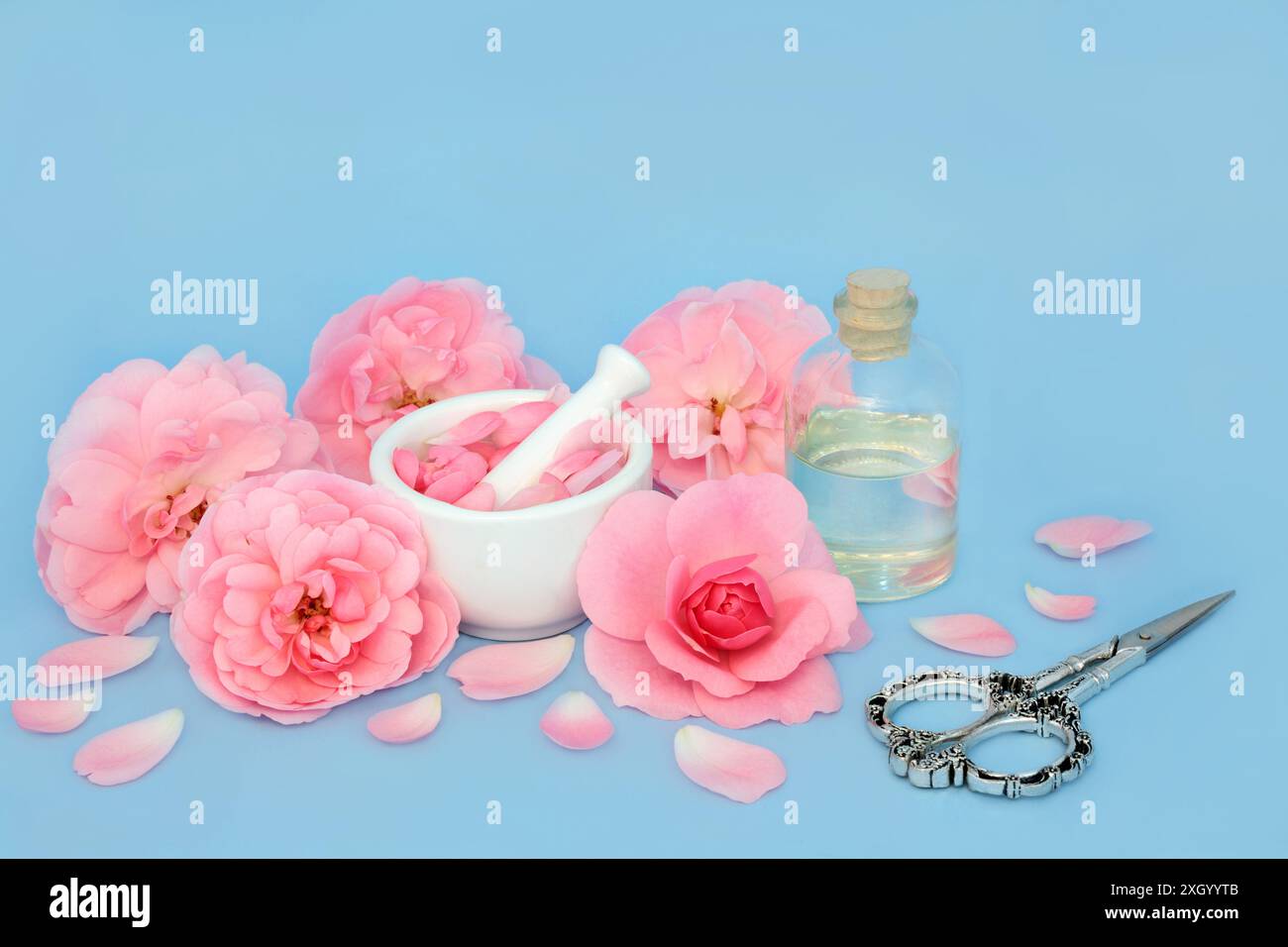 Aromaterapia di fiori di rosa preparazione di olio essenziale con fiori rosa su blu. Naturale essenza floreale medicina di guarigione per trattare le condizioni della pelle. Foto Stock