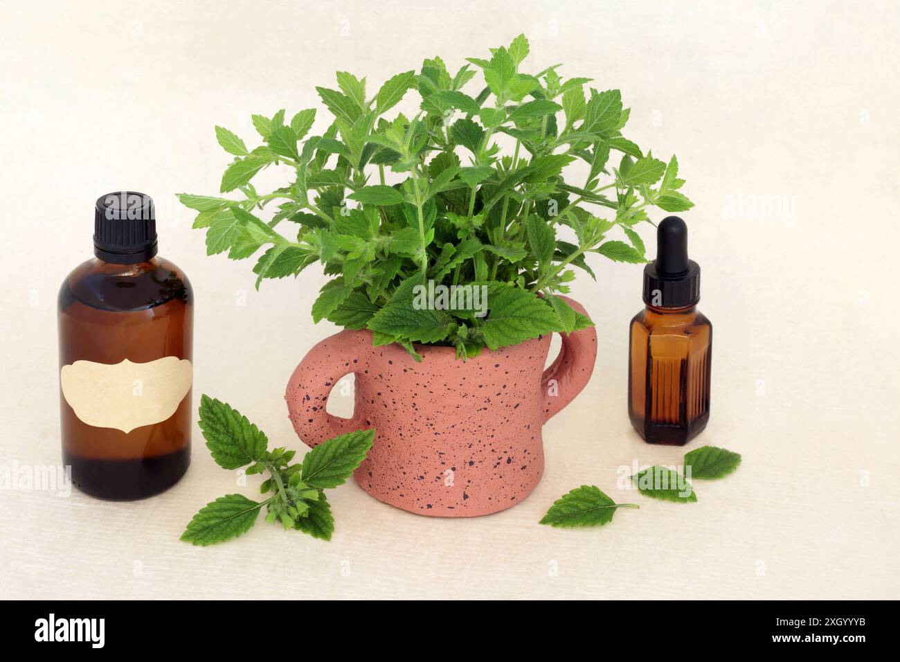 Balsamo al limone erboristeria con bottiglie di olio essenziale. Utilizzato in aromaterapia e rimedi medicinali alternativi per alleviare lo stress, l'ansia e il disturbo Foto Stock