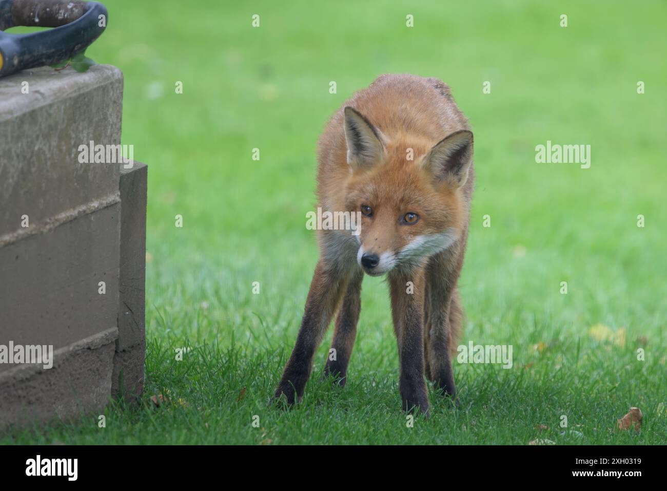Una volpe rurale selvaggia, vulpes vulpes, che sbircia dietro un angolo, sembra curiosa Foto Stock