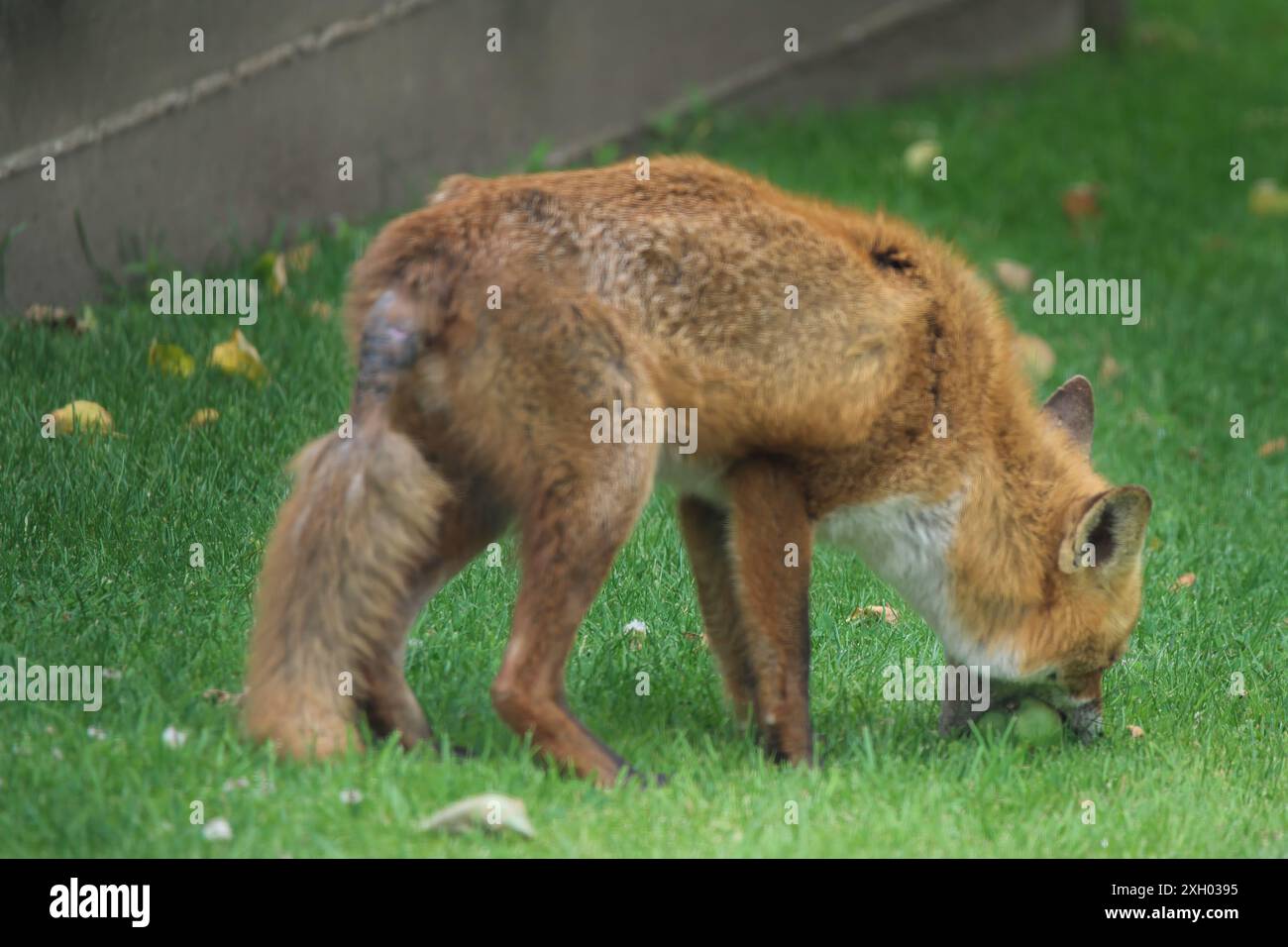 Una volpe rurale selvaggia, Vulpes vulpes, raccogliendo e mangiando una mela Foto Stock