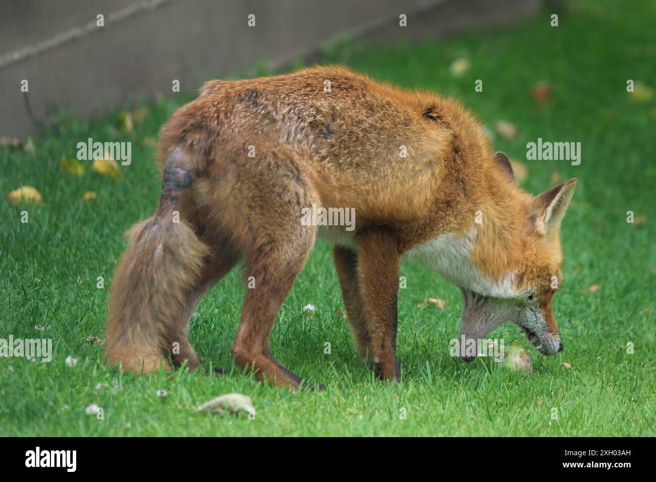 Una volpe rurale selvaggia, Vulpes vulpes, raccogliendo e mangiando una mela Foto Stock