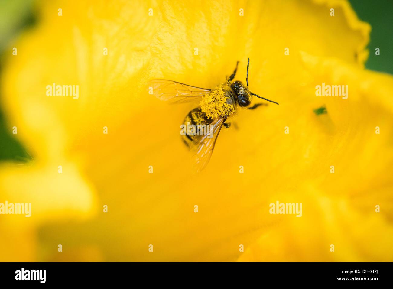 Ape ricoperta di polline in un fiore di zucchine su un orto Foto Stock