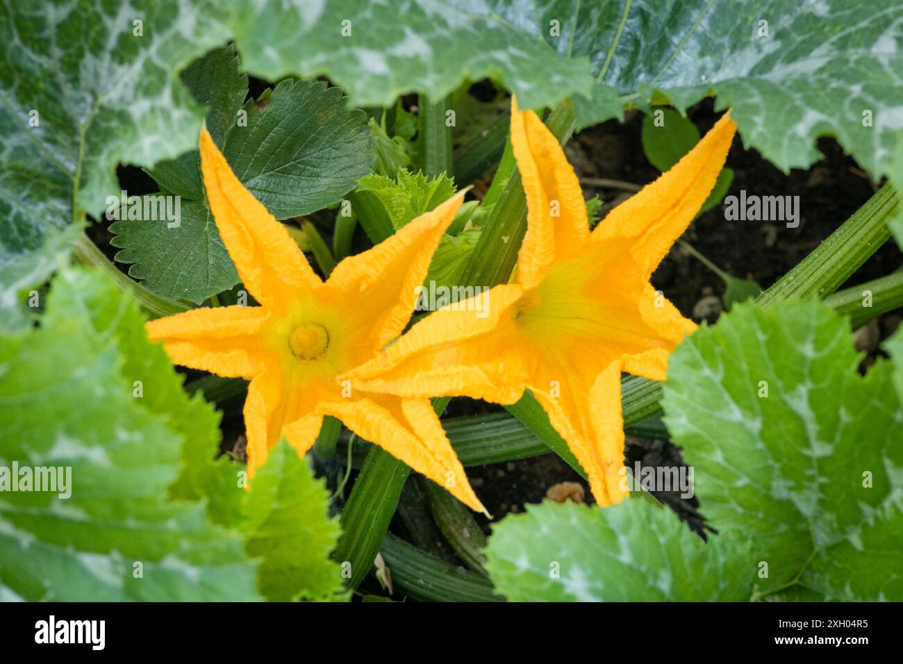 Due fiori di zucchine in un orto Foto Stock