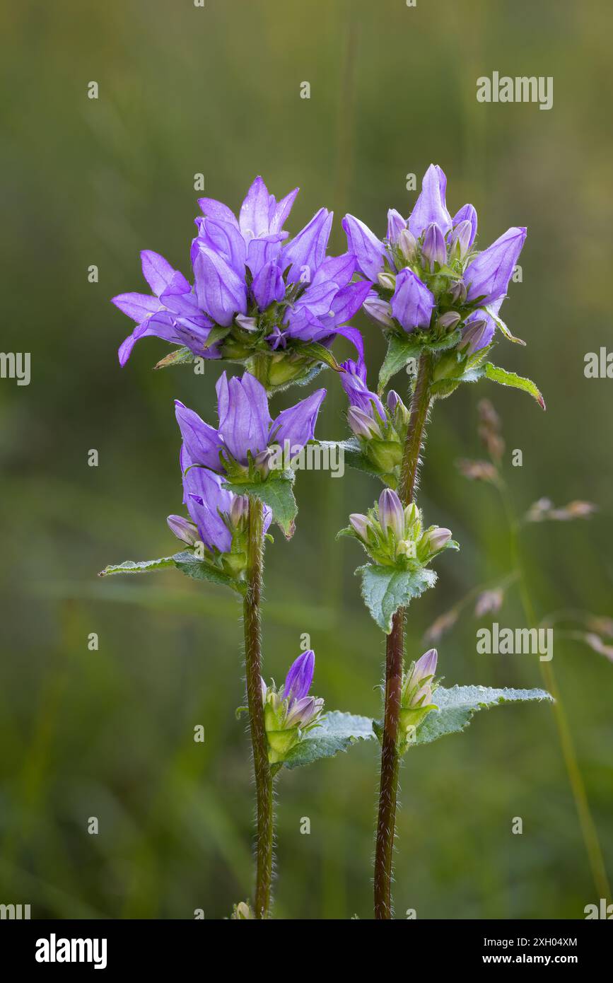 La Campanula in cluster Foto Stock