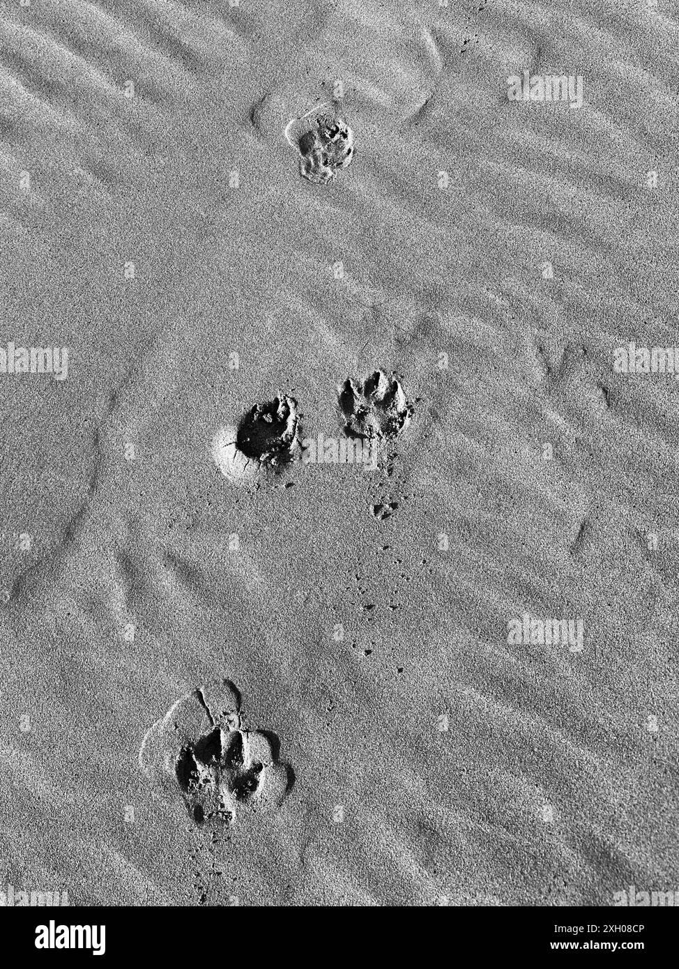 Dog Paw stampa sabbia Foto Stock