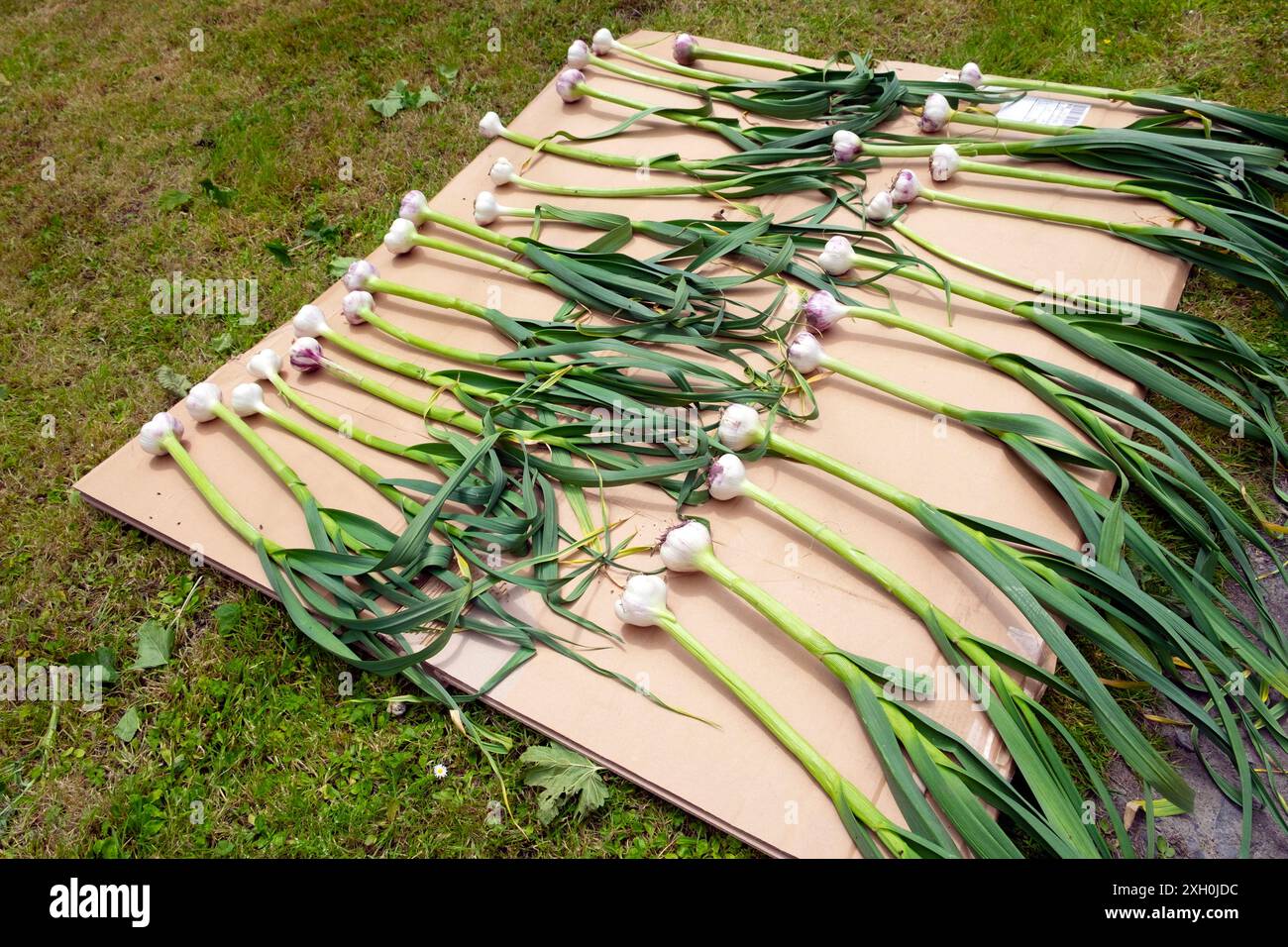 La raccolta delle piante a bulbo d'aglio è stata eseguita essiccando su sfondo di cartone in giardino in giugno estate Carmarthenshire Dyfed Wales UK KATHY DEWITT Foto Stock