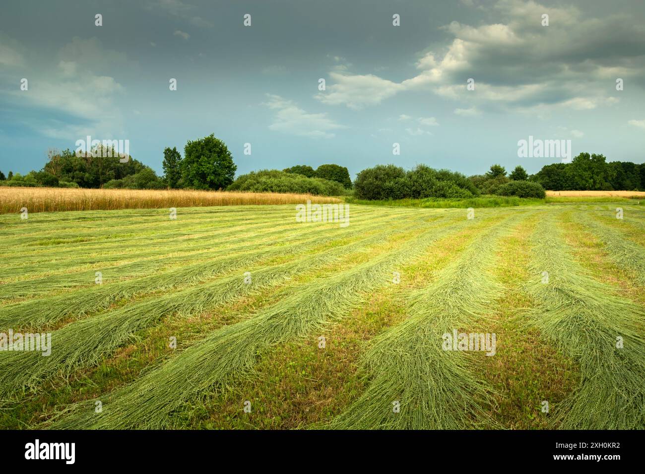 Un prato con un trattore e un cielo nuvoloso, nella Polonia orientale Foto Stock