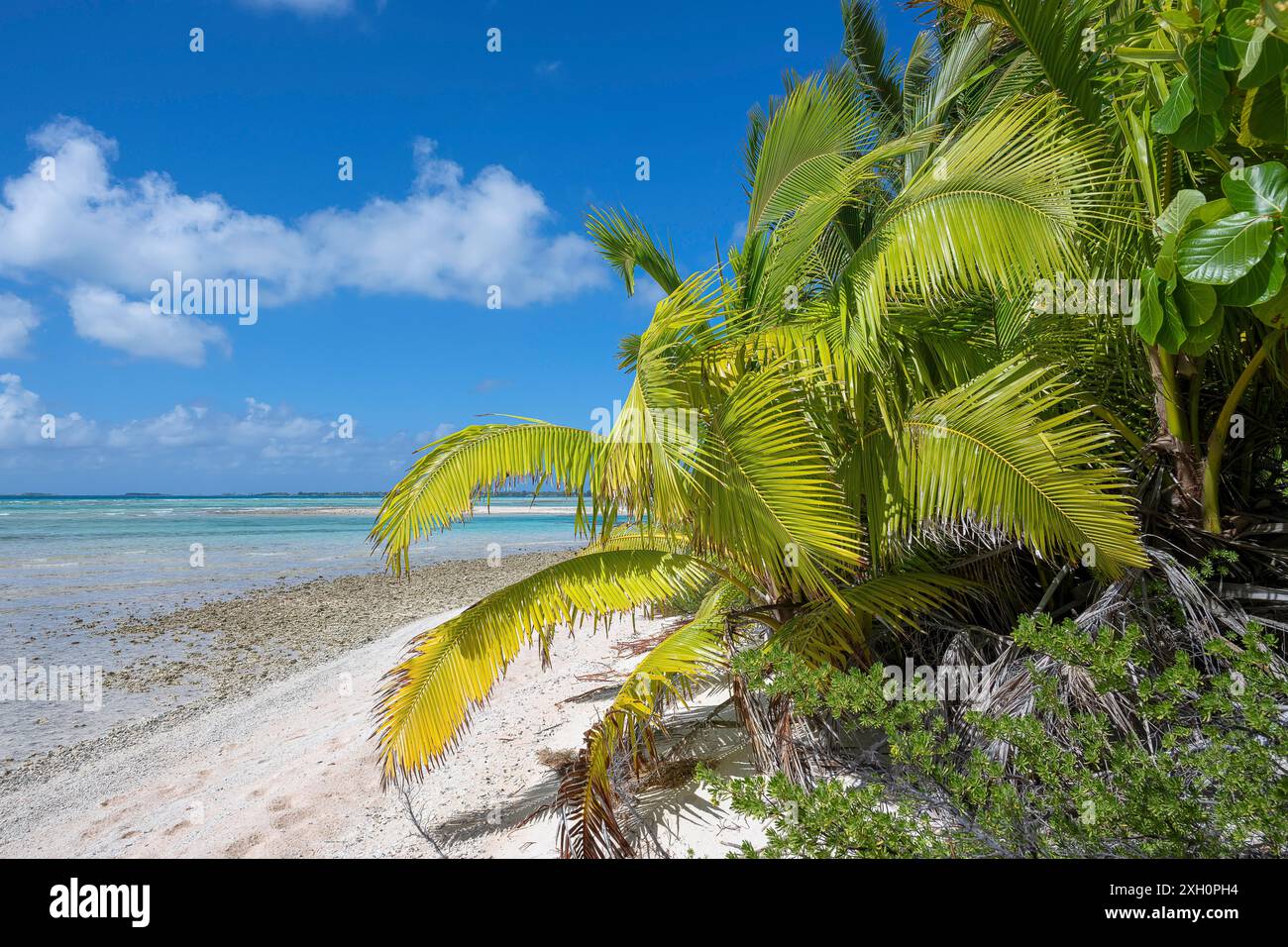 Vegetazione lussureggiante sulla spiaggia, diversi moti all'orizzonte, Tikehau, atollo, arcipelago delle Tuamotu, Tuherahera, Rangiroa, Polinesia francese Foto Stock