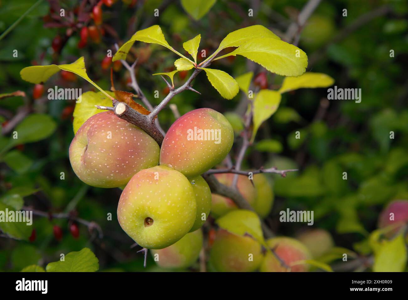 Mele (Cydonia) appese a un ramo d'albero con sfumature verdi e gialle rossastre circondate da foglie verdi lussureggianti Foto Stock
