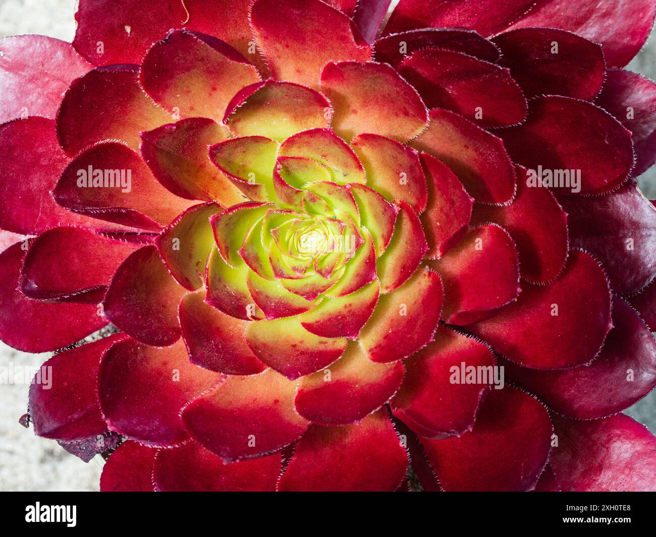 Fogliame carnoso nella rosetta della ghiacciata Sempervivum x Aeonium succulent, Semponium 'Sienna' Foto Stock