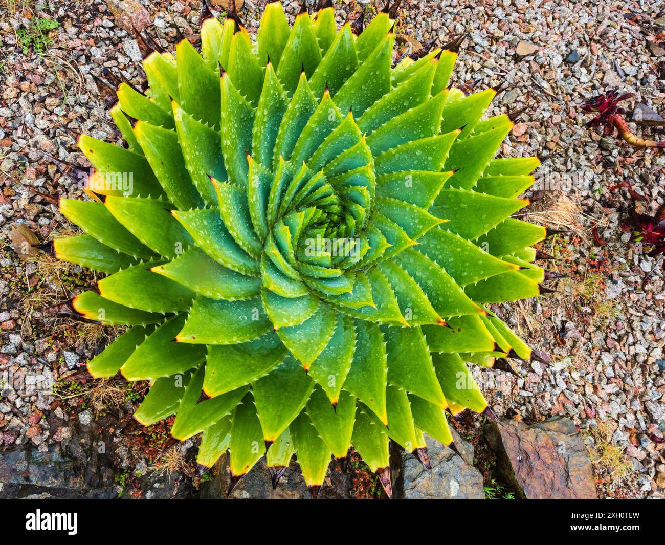 Caratteristica rosetta fogliame a spirale della succulenta pianta nazionale del Lesotho, Aloe polyphylla Foto Stock