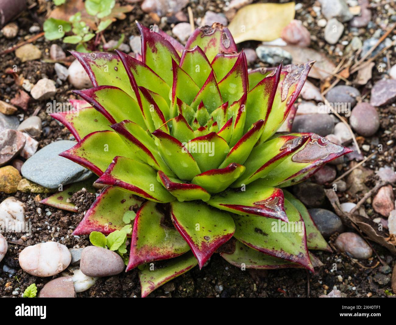 Fogliame carnoso e con bordi rossi in una rosetta stretta di ghiaccio tenero e succulento agavoides "rossetto" Echeveria Foto Stock