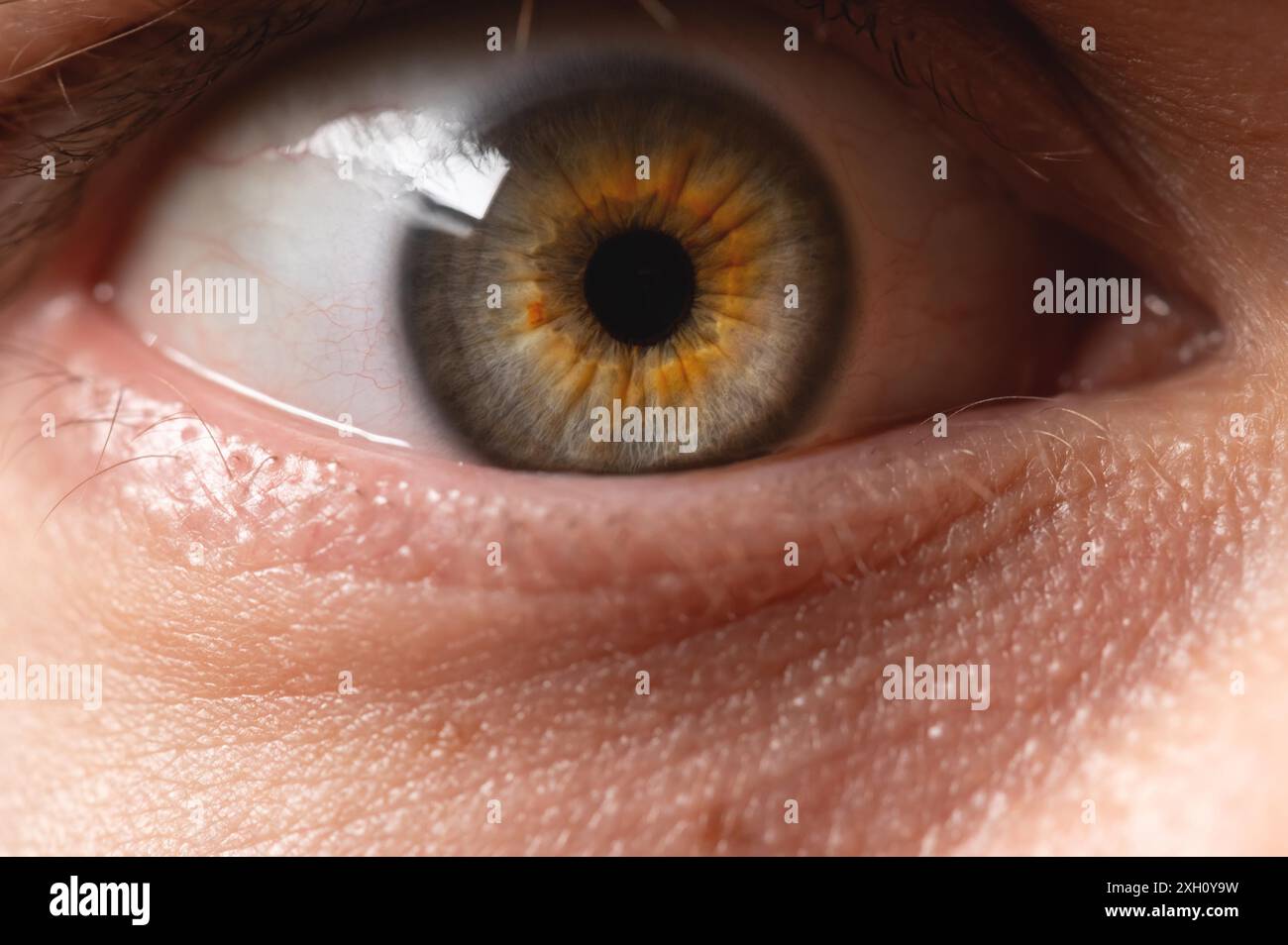 Primo piano di un occhio umano spaventato maschile di colore grigio-verde rosso Foto Stock