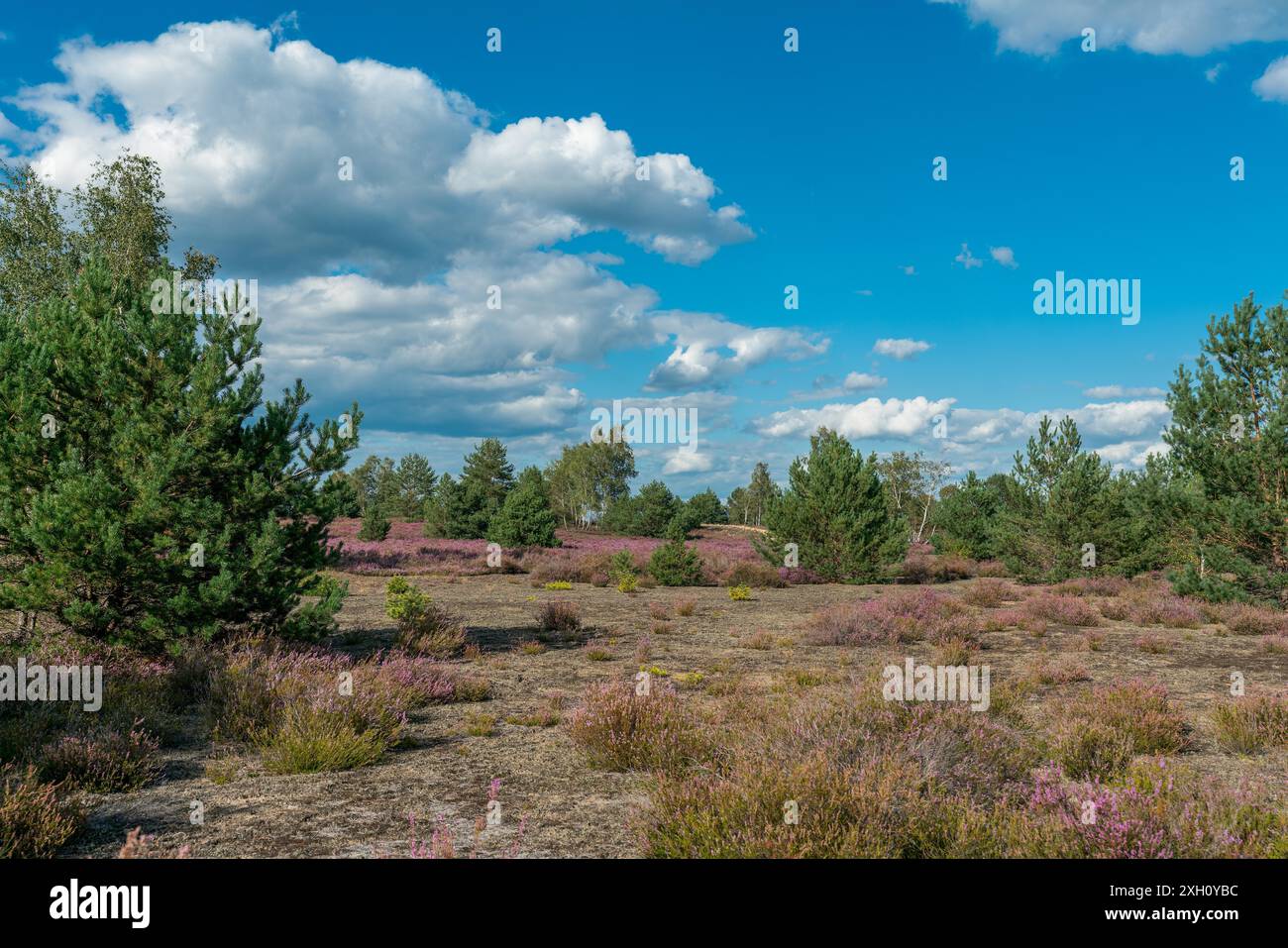 Fioritura paesaggio di erica viola presso l'ex area militare di addestramento Jueterbog In Germania Foto Stock