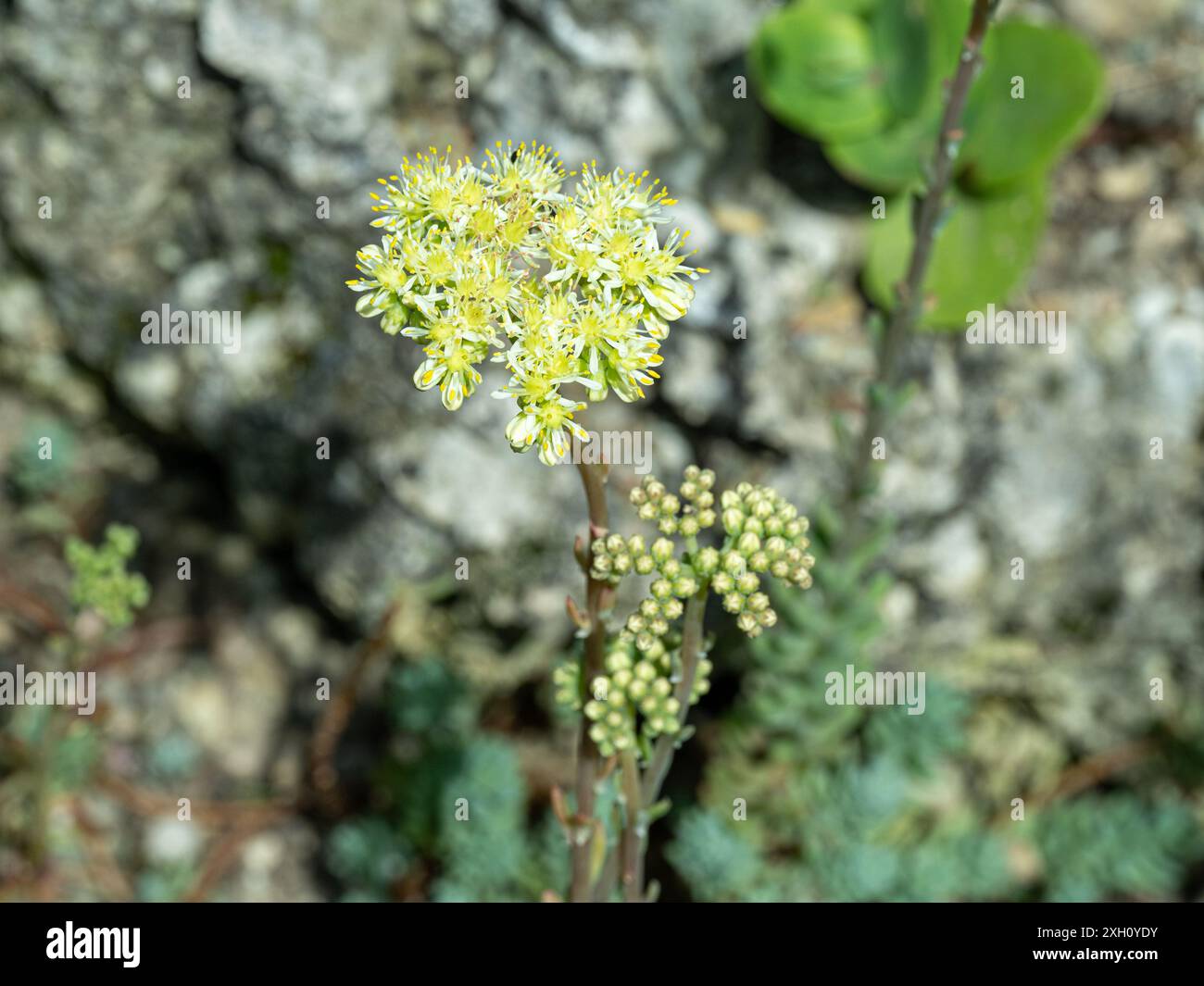 Stonecrop pallido, Petrosedum sediforme, in fiore Foto Stock