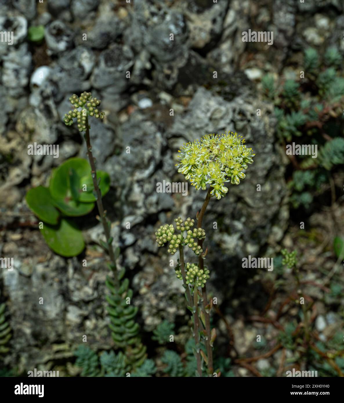 Stonecrop pallido, Petrosedum sediforme, in fiore Foto Stock