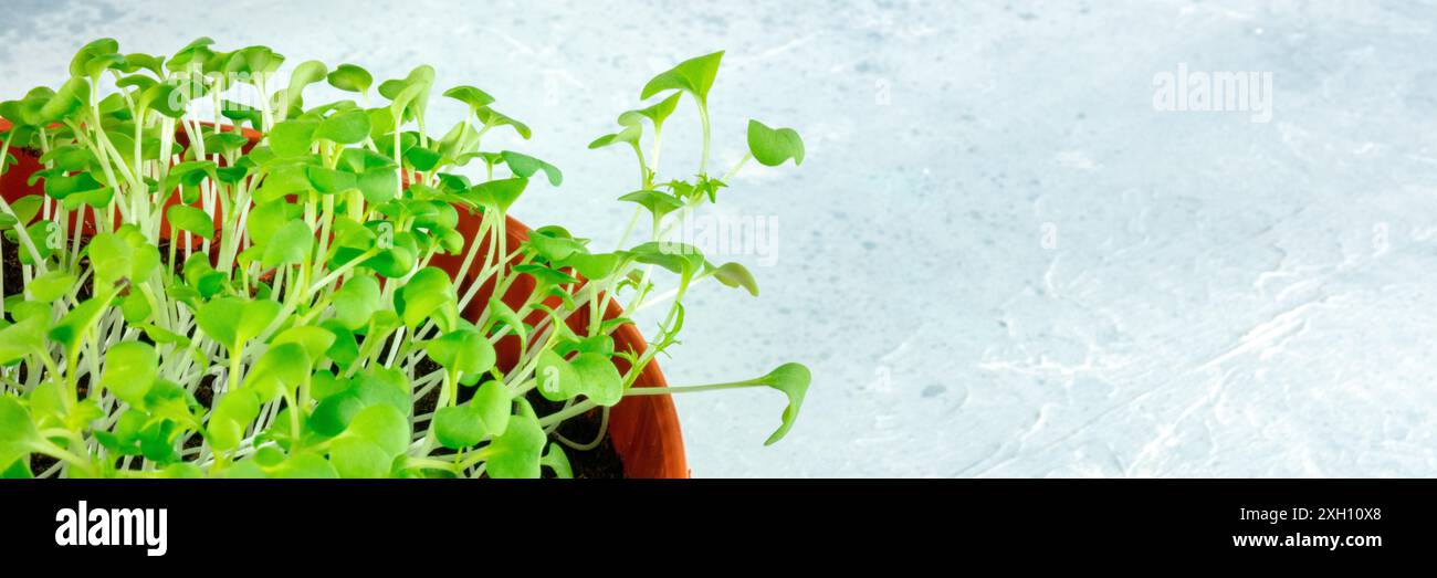 Micro green in un panorama piatto con un posto per il testo, germogli freschi Foto Stock