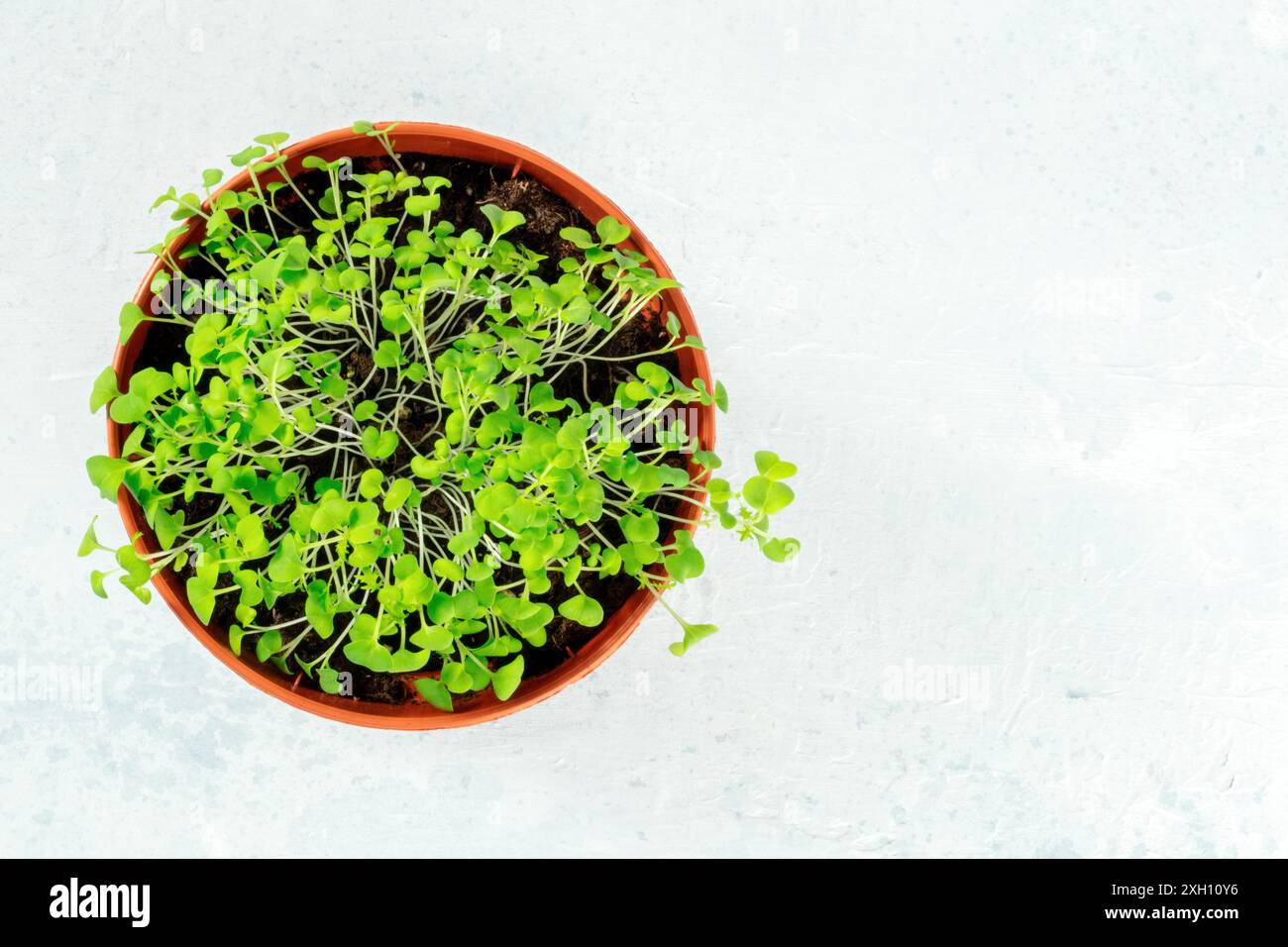 Germogli verdi freschi in una piantatrice, sparati dall'alto con un posto per il testo, il concetto di crescere il proprio cibo Foto Stock