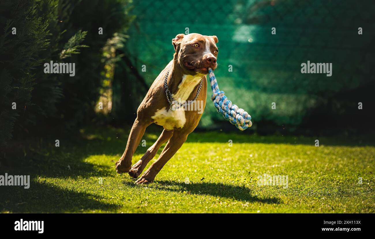 Cane che corre nel cortile, amstaff terrier con corda giocattolo corre verso la macchina fotografica. Tema cane attivo Foto Stock