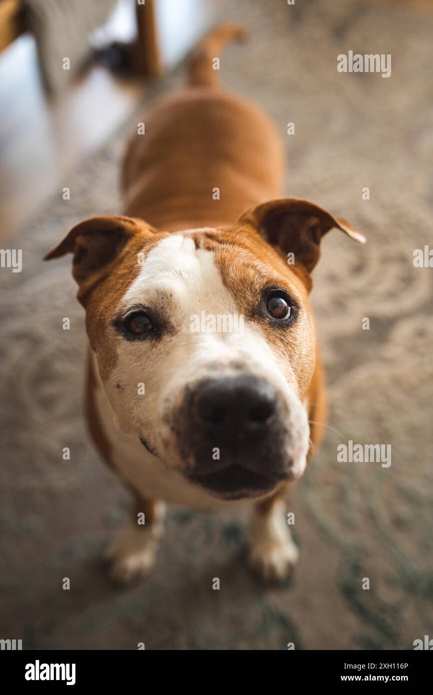 Un cane anziano, uno staff terrier in piedi e in piedi, verso la telecamera. Messa a fuoco selettiva Foto Stock