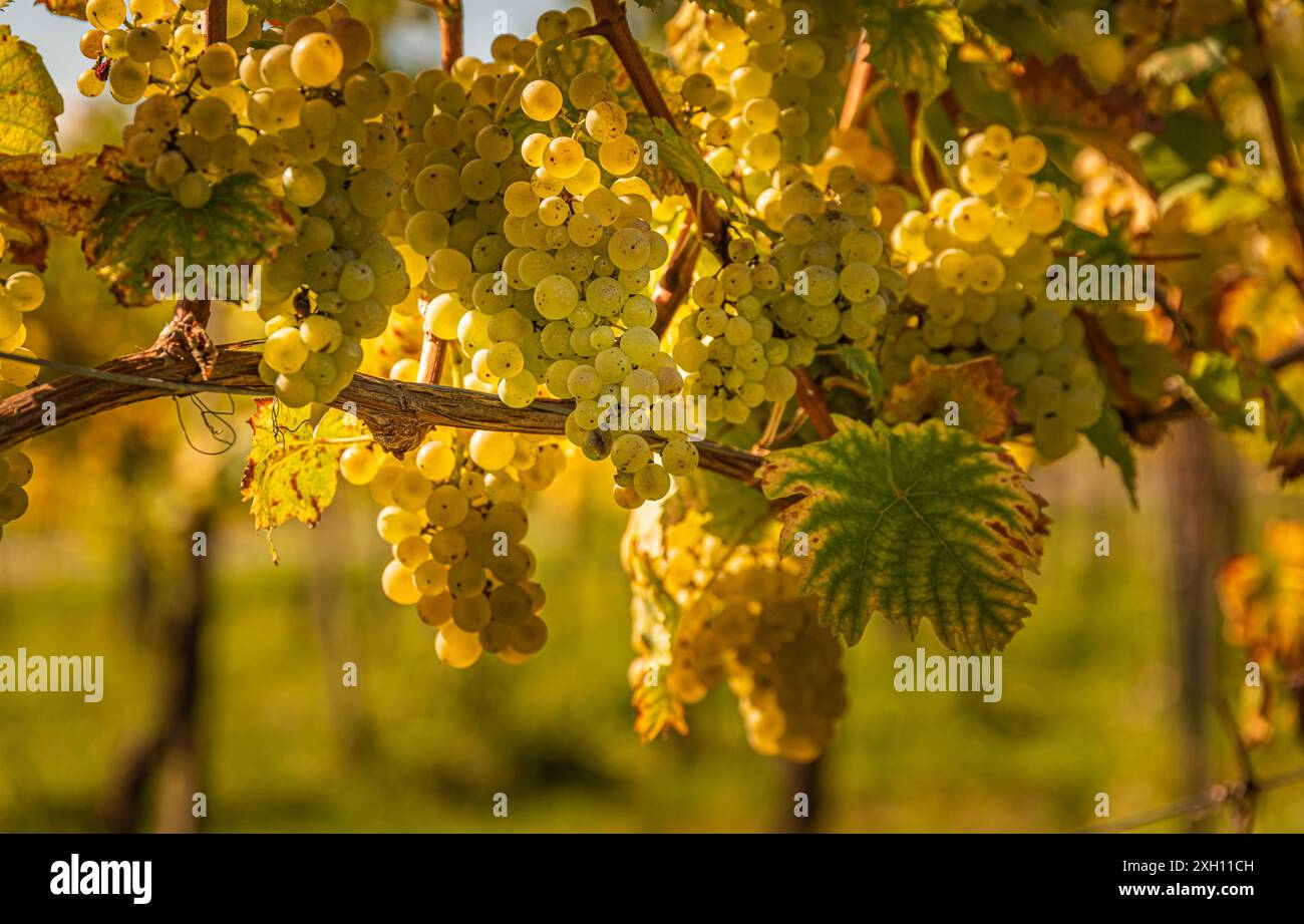 Colture di uva bianca con foglie verdi sulla vite. frutta fresca. Tempo di raccolta all'inizio dell'autunno. Concetto di vigneto Foto Stock