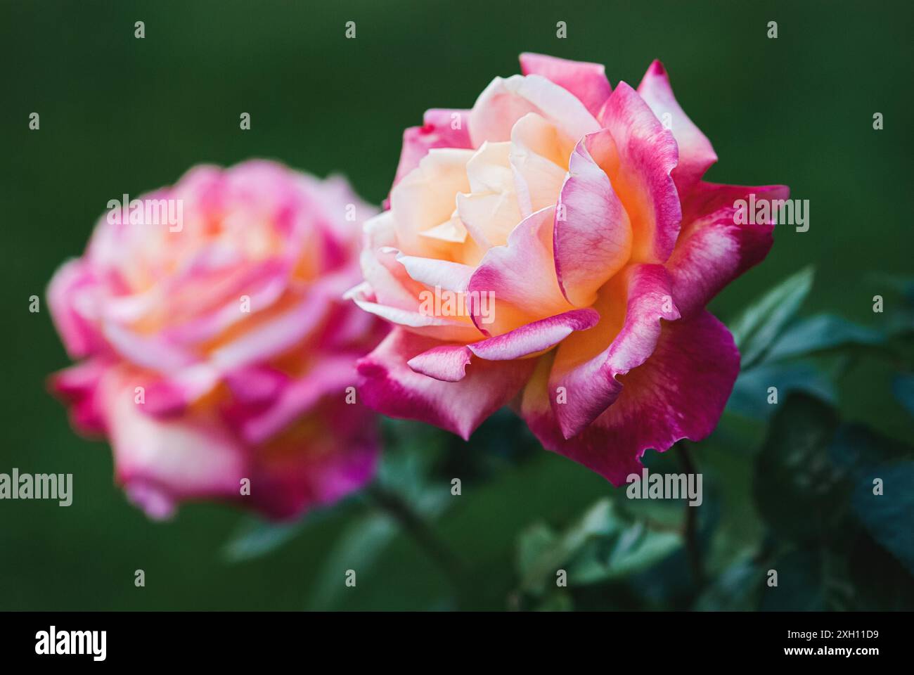 Pullman Orient Express Rose (Love and Peace), rose da tè ibride rosse e gialle in giardino Foto Stock