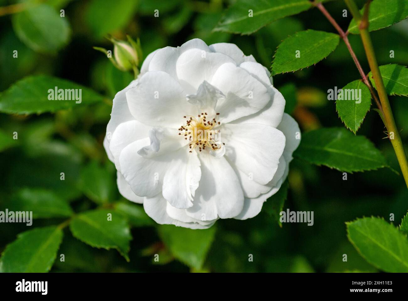 Una rosa di giardino bianca (Spinnaker Amorina) su arbusto Foto Stock