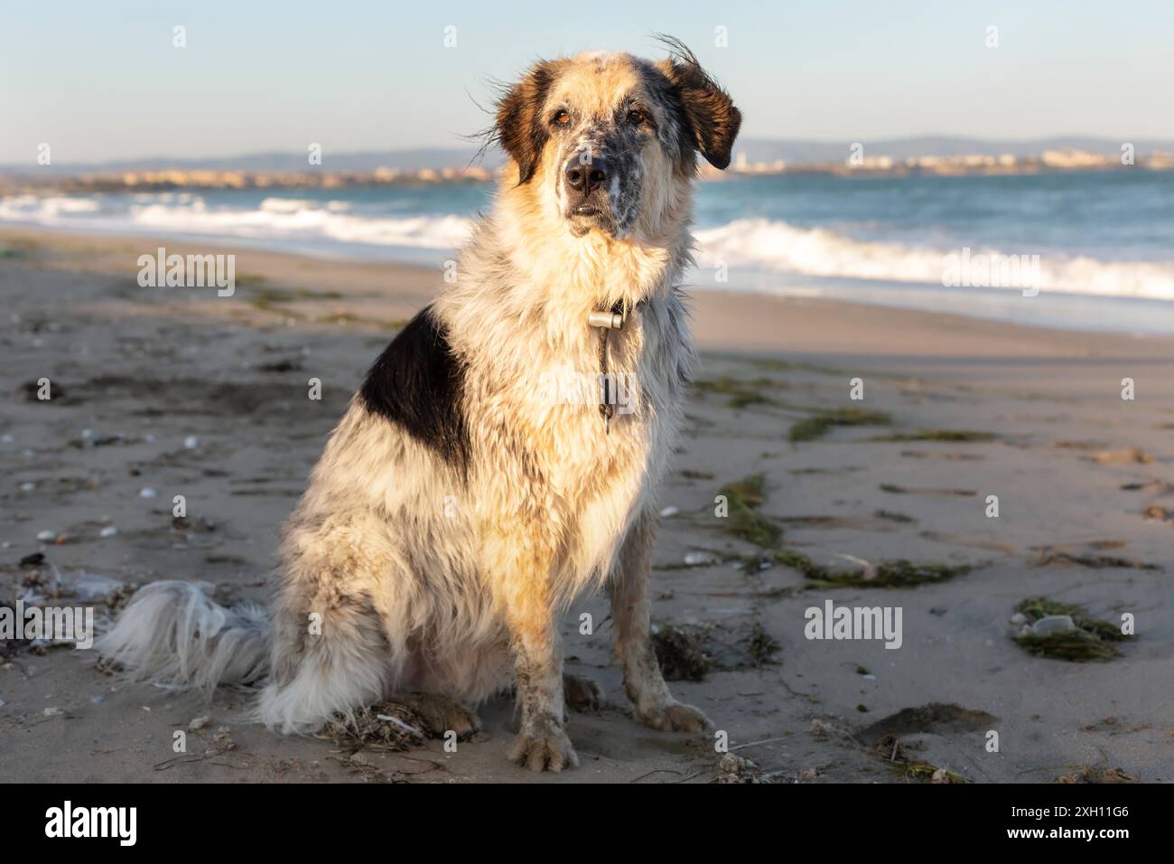 Furry bianco, nero e marrone cane e onde di mare, animali domestici sfondo di viaggio Foto Stock