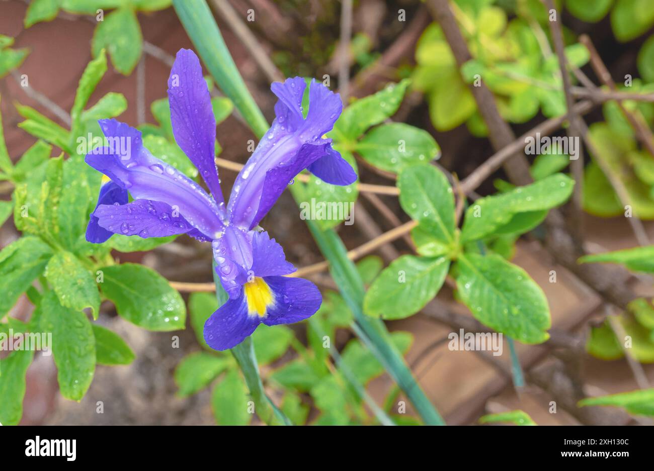 Iris Xiphium o Iris olandese, Iris spagnolo in un giardino estivo. Foto Stock