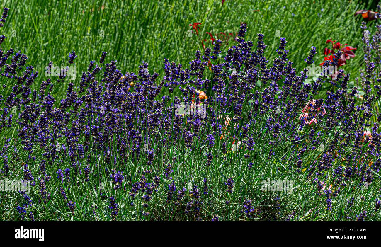 Lavandula angustifolia (lavanda comune, vera lavanda, lavanda giardino) fiorente in giardino Foto Stock