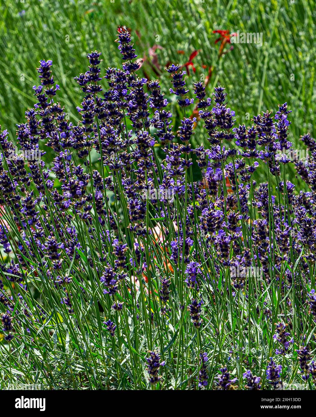 Lavandula angustifolia (lavanda comune, vera lavanda, lavanda giardino) fiorente in giardino Foto Stock