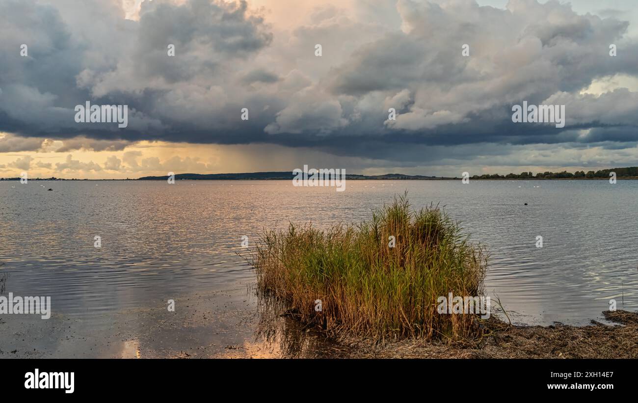 Discese sulla costa di Vitter Bodden vicino a Seehof, Meclemburgo-Pomerania occidentale, Germania Foto Stock