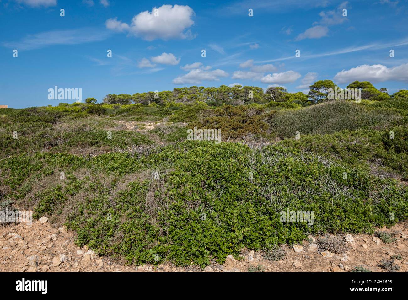 Foresta e macchia mediterranea, costa di Santanyi, Maiorca, Spagna Foto Stock