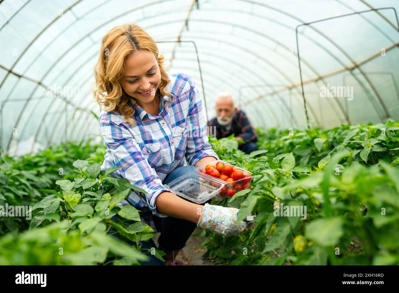 Ritratto di una giovane e felice giardiniera che lavora nell'orto biologico della serra. Foto Stock