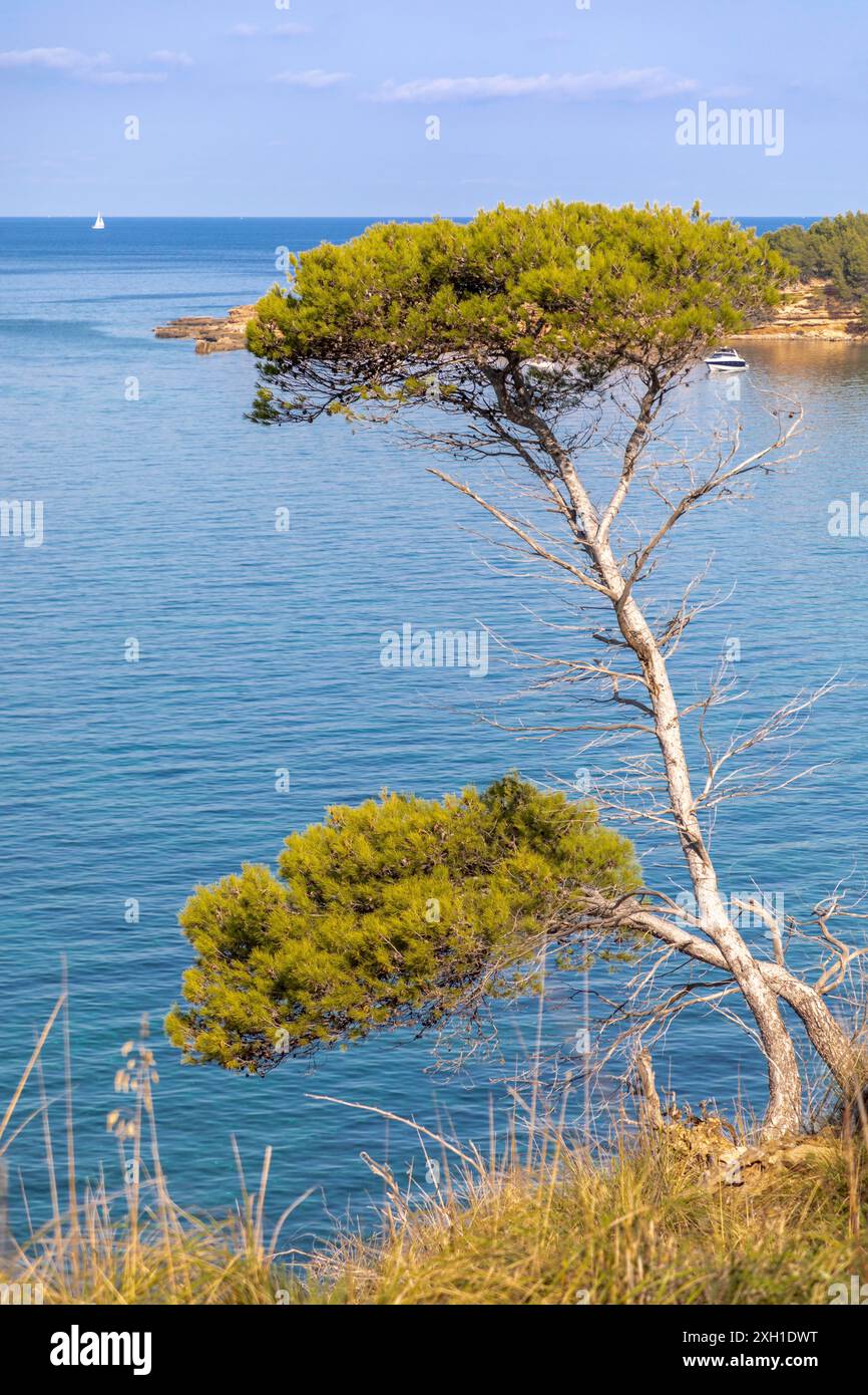 Pino nella baia di es Calo vicino a Betlem, Maiorca Foto Stock