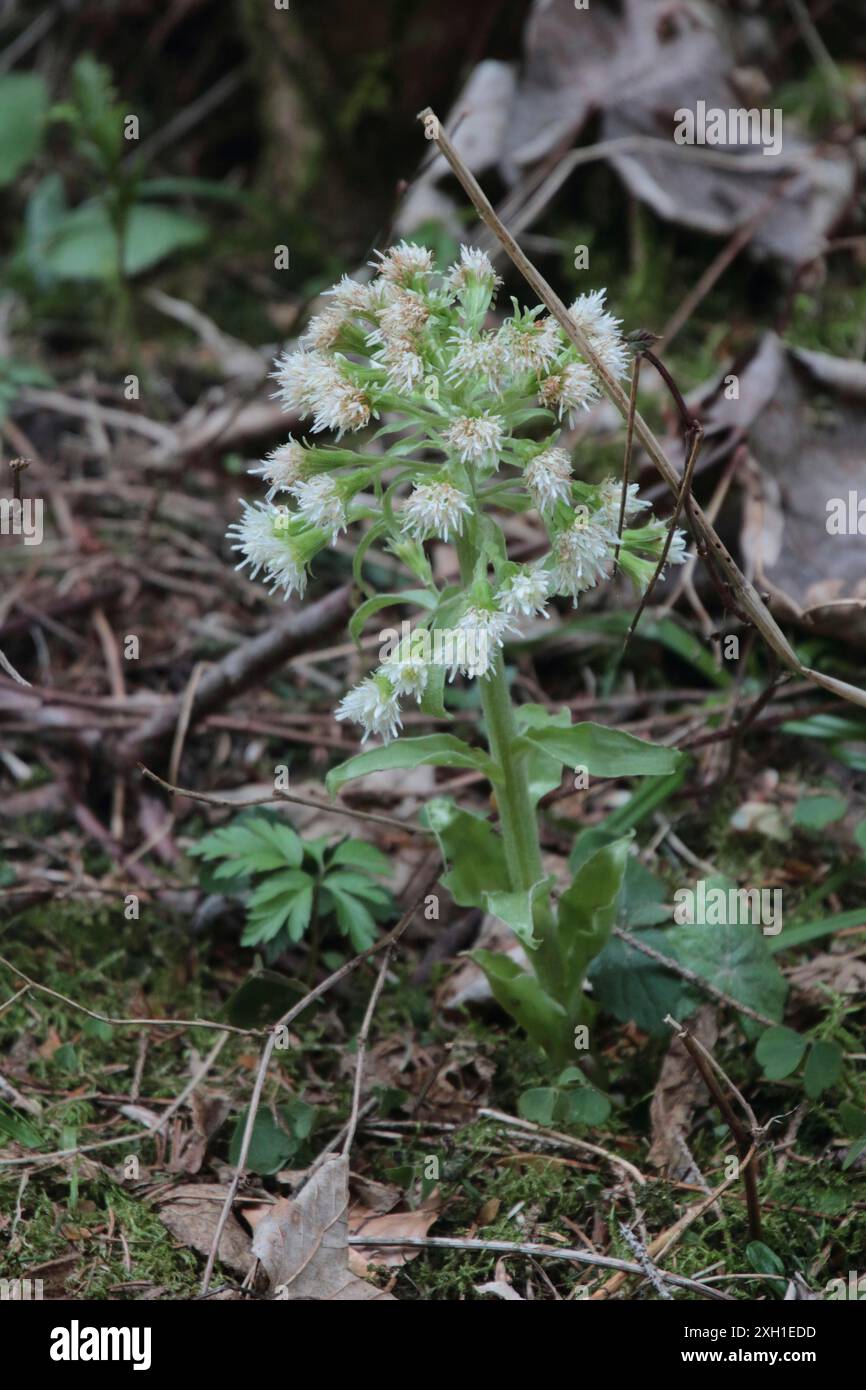 Butterbur bianco Foto Stock