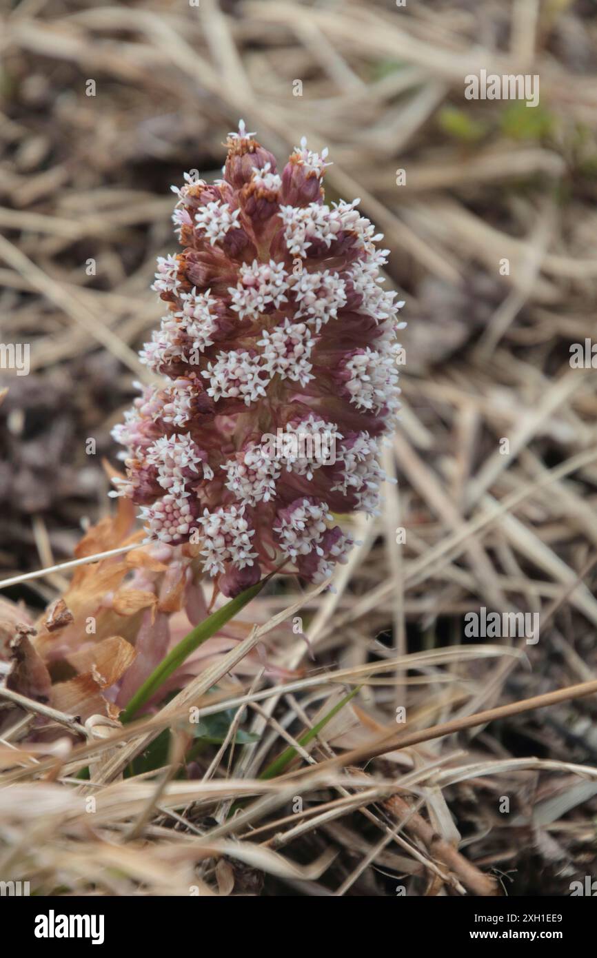 Butterbur rosso Foto Stock