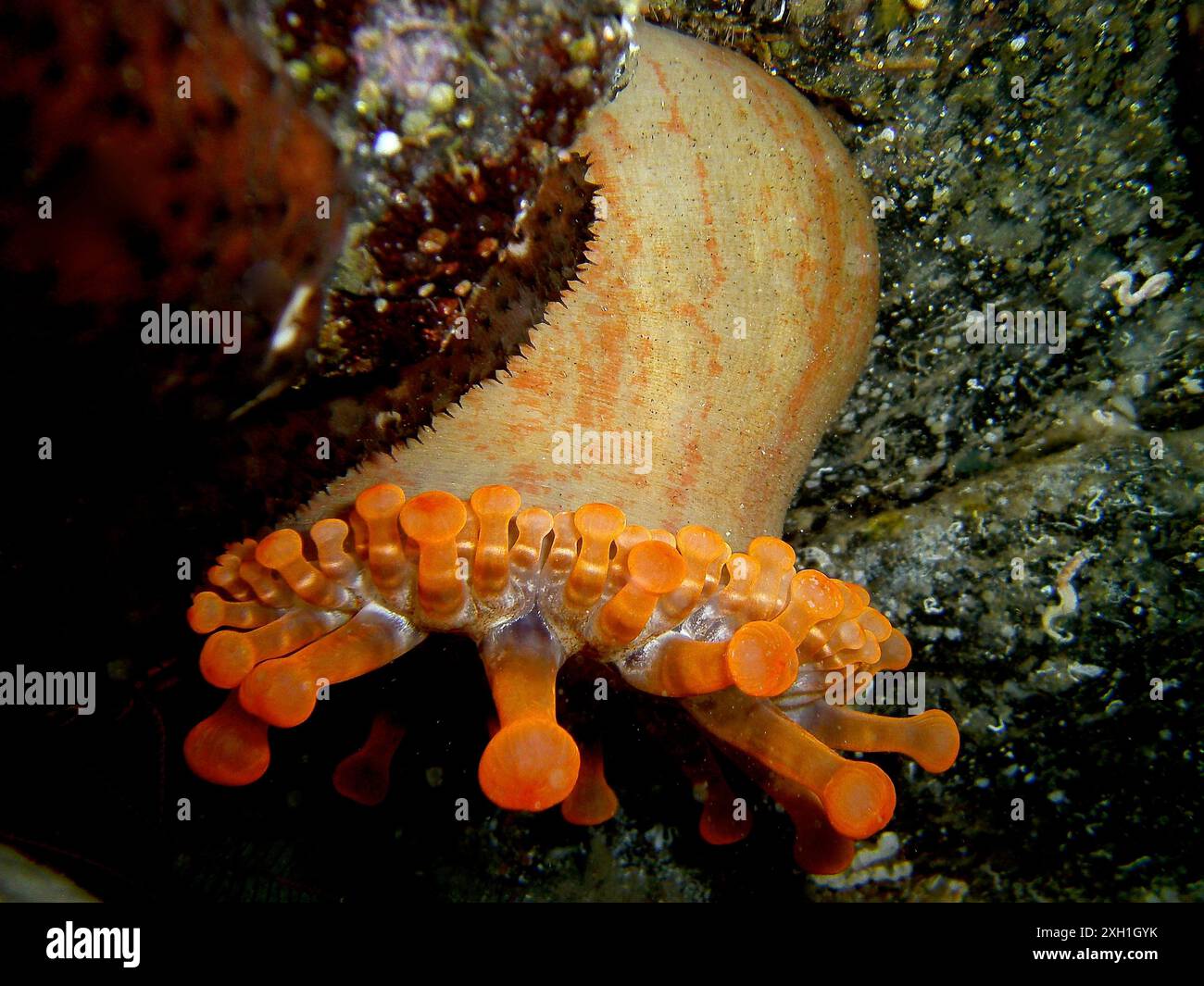 Un anemone a punta di mazza (Telmatactis cricoides) con tentacoli di colore arancione è appeso su una roccia. Sito di immersione El Cabron Marine Reserve, Arinaga, Gran Foto Stock