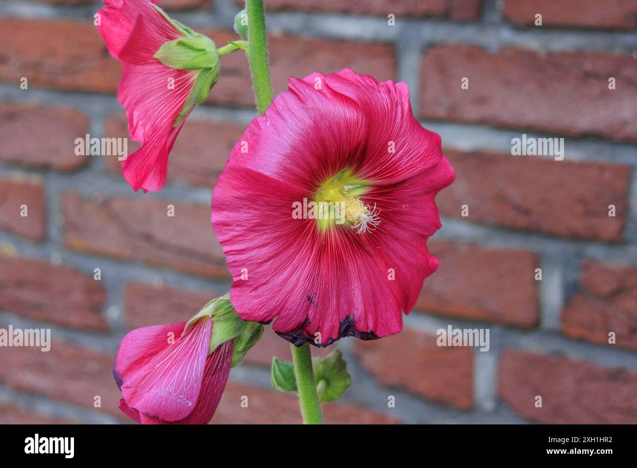 Primo piano di fiori rosa davanti a un muro di mattoni che mostra la bellezza della natura, della bredevoort, della gheldria, dei paesi bassi Foto Stock