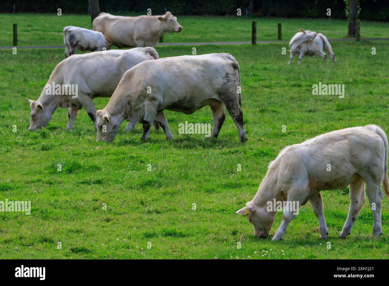Mucche che pascolano su un prato verde, circondato dalla foresta, una tranquilla scena rurale, weseke, borken, vestfalia, germania Foto Stock