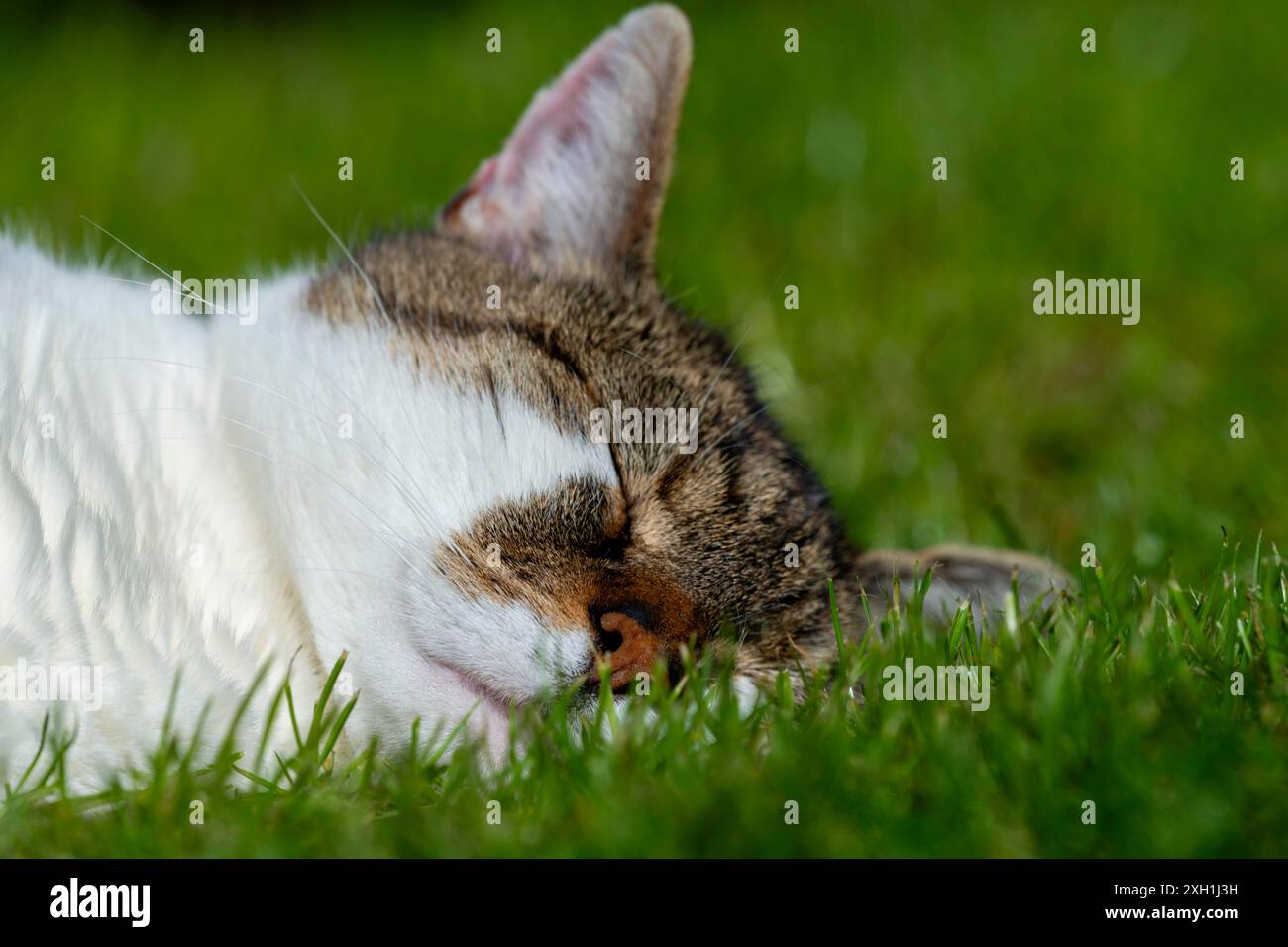 Gatto domestico snoozing e soddisfatto (Felis catus), Blaustein, Baden-Wuerttemberg, Germania Foto Stock