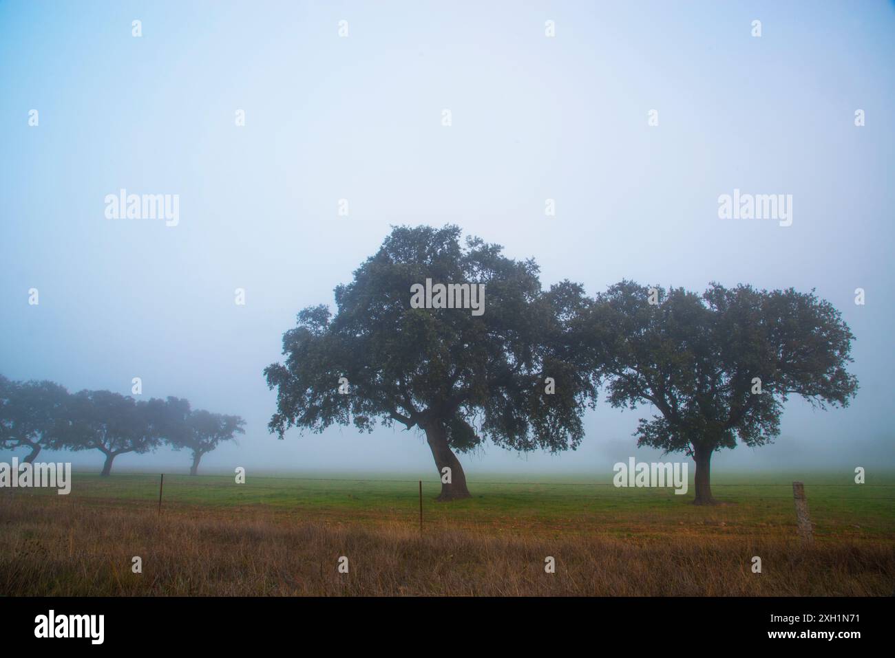 Lecci nella nebbia. Alcudia valley, Ciudad Real Provincia, Castilla La Mancha, in Spagna. Foto Stock