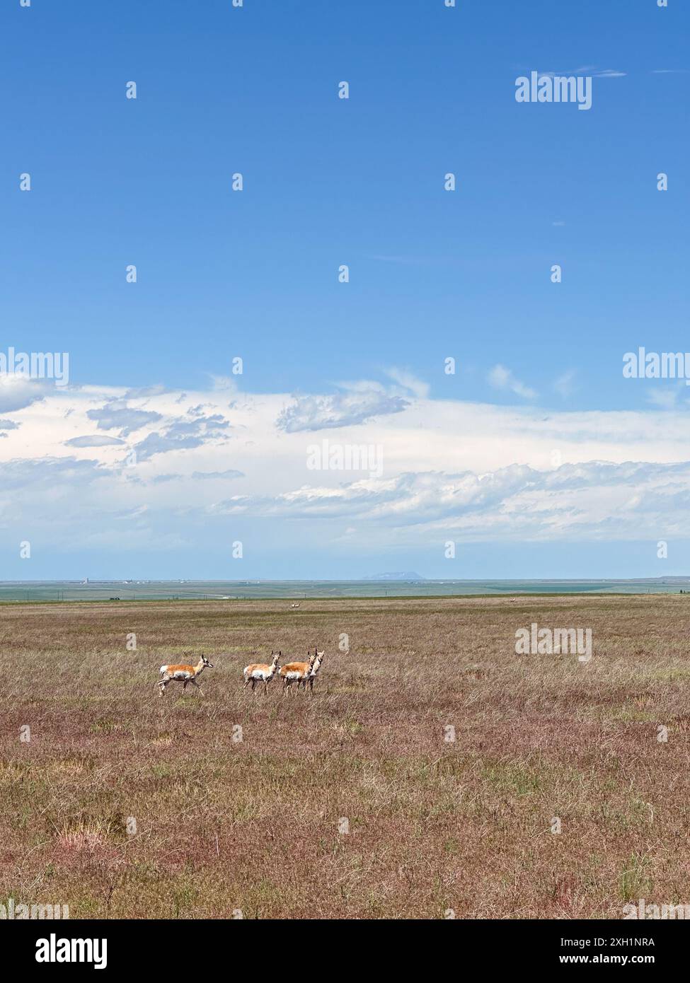 Antelope, una mandria di animali nel paesaggio della prateria del Montana Foto Stock