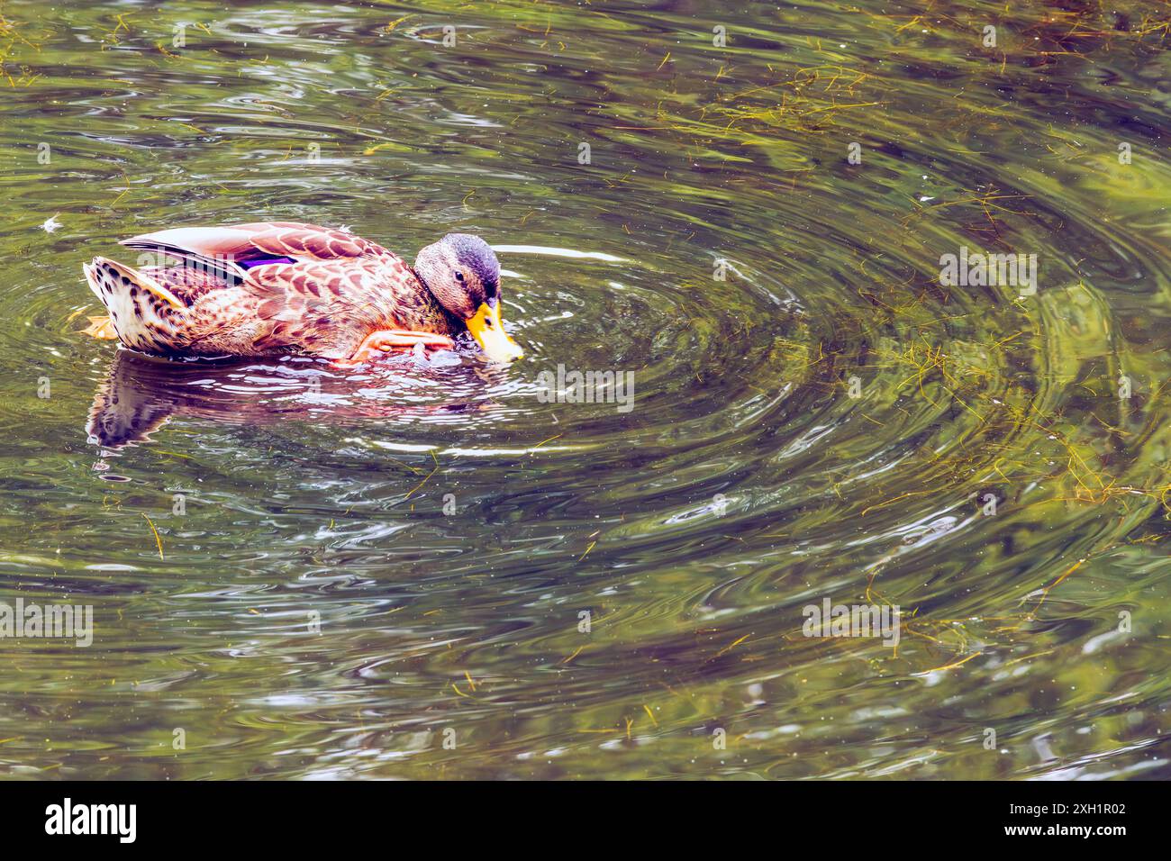 Drake mallard con eclissi di piumaggio che si addormentano nell'acqua e creano increspature concentriche nell'acqua malata. Wilderness Porthcawl, Regno Unito. 8 luglio 2024. Foto Stock