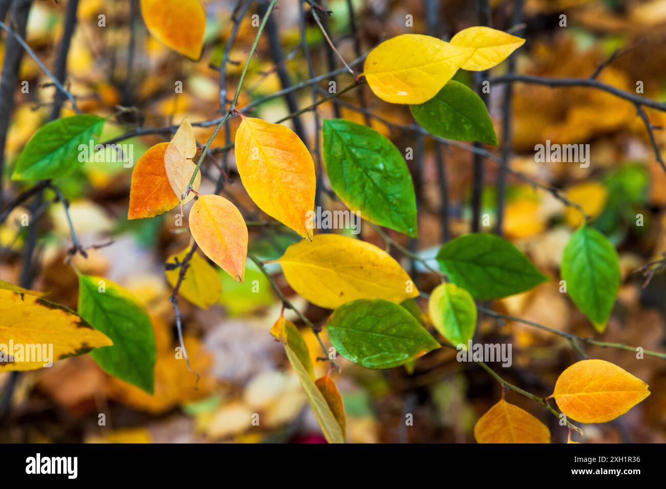 Natura autunnale. Foglie colorate su sfondo naturale sfocato, foto ravvicinata con messa a fuoco selettiva Foto Stock