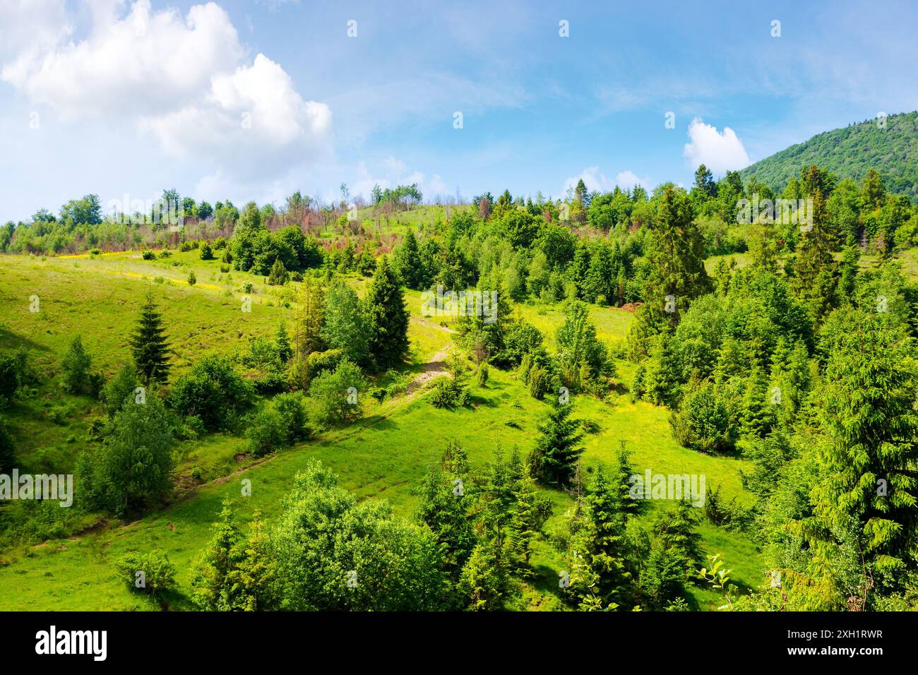 alberi sulla collina erbosa. verde paesaggio estivo montagnoso Foto Stock