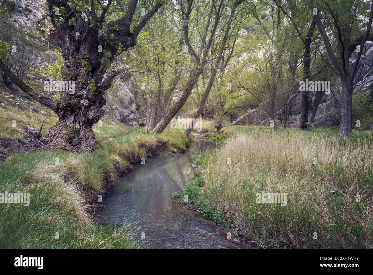 Vista tranquilla del sentiero del fiume Aliaga a Teruel, in Spagna, circondato da una vegetazione lussureggiante e da una natura tranquilla. Ideale per natura e viaggi. Foto Stock